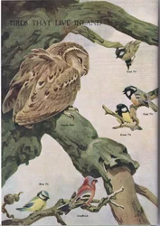 Fugle der lever inde i landet, illustration fra The Childrens Nature Book udgivet af Odhams, 1958